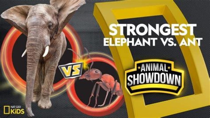 Are ants stronger than elephants?