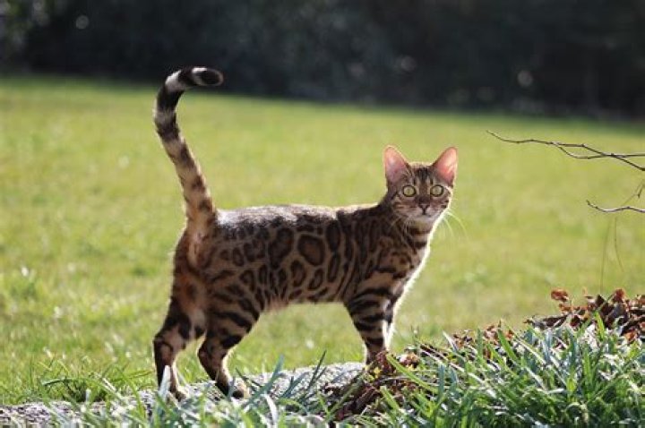 Are Bengal cats legal in California?