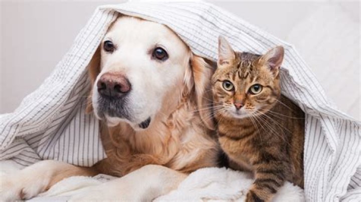 Are cats or dogs better for seniors?