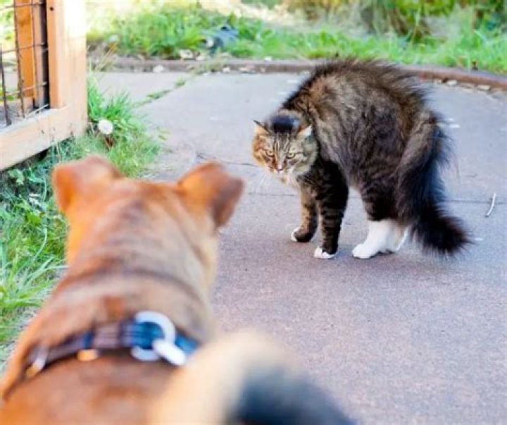 Are cats scared of dogs?