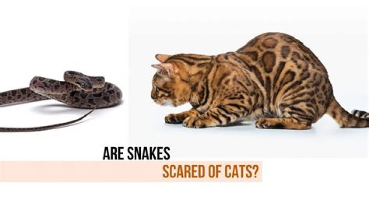 Are cats scared of snakes?