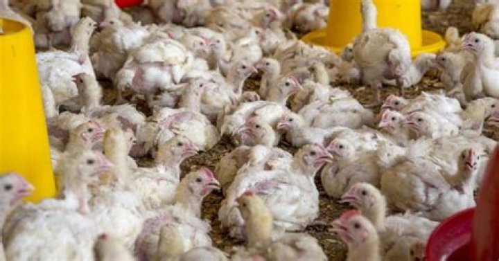 Are chickens fed arsenic?