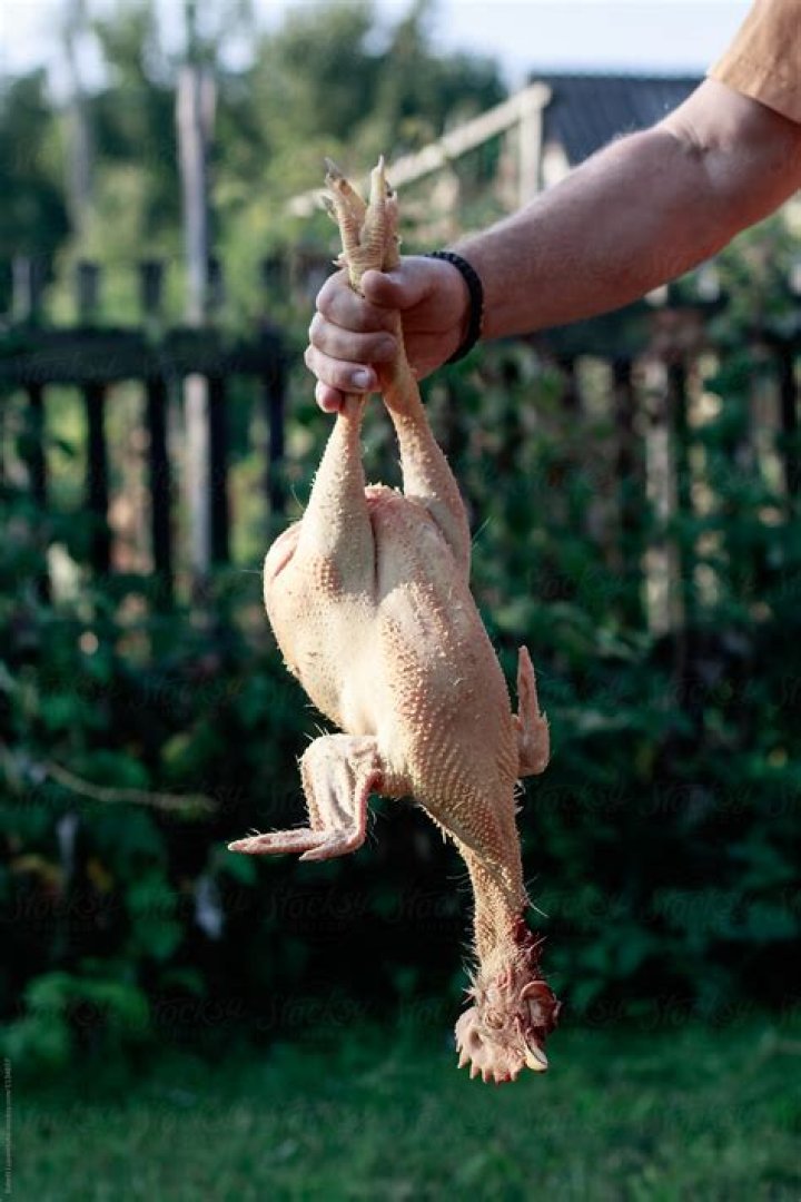 Are chickens plucked alive?