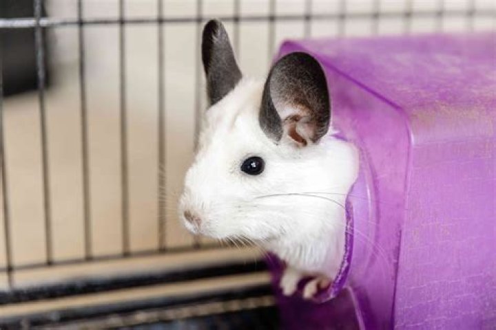 Are chinchillas good lap pets?