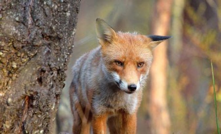 Are foxes a pest?