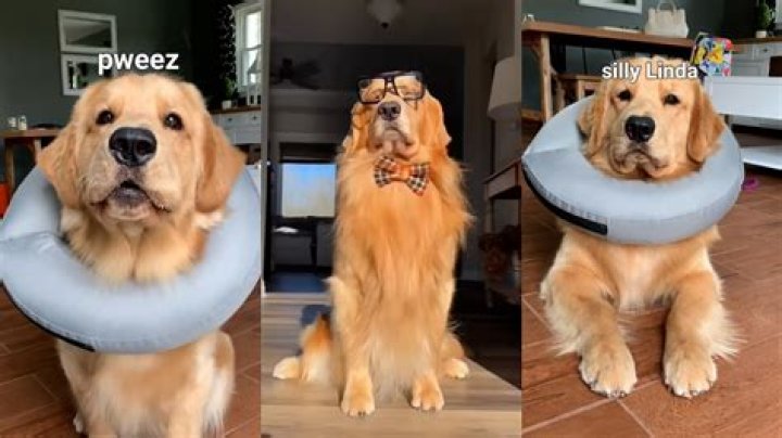 Are Golden Retrievers dumb?