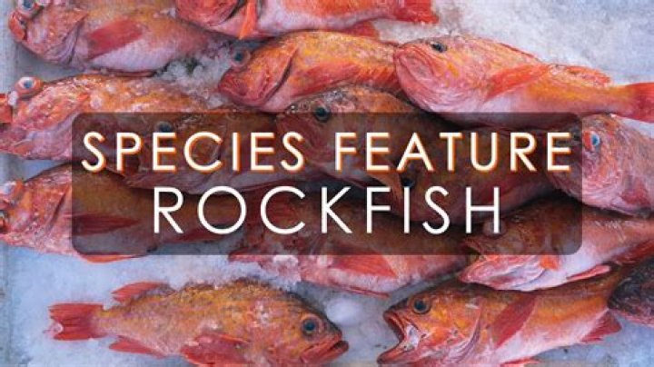 Are rockfish safe to eat?