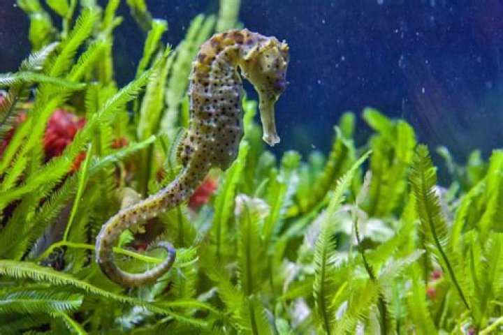 Are seahorses asexual?