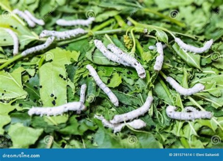 Are silkworms poisonous?