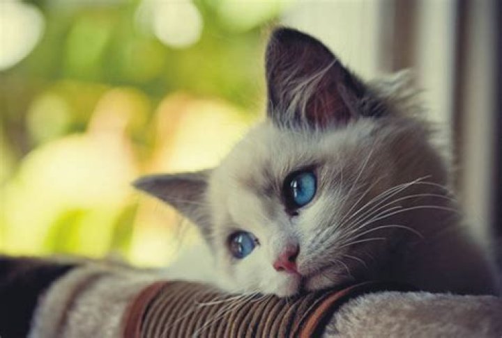 Are single cats lonely?