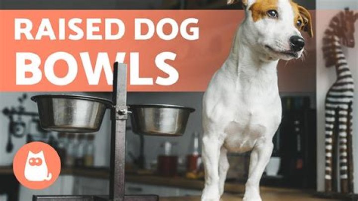 Are slanted dog bowls better?