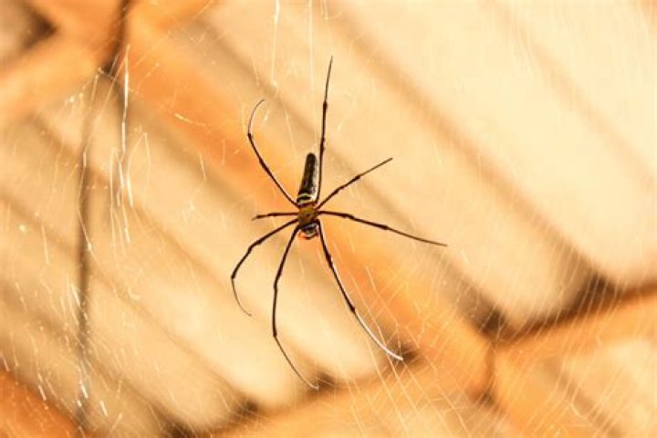 Are spiders self aware?