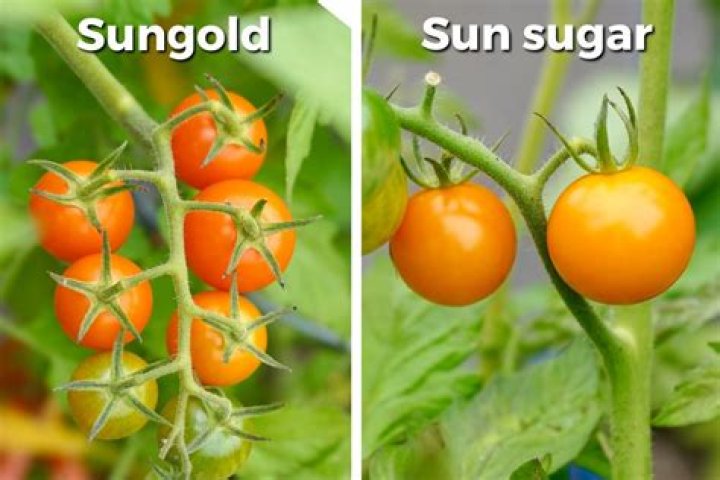 Are sun Gold and Sun Sugar tomatoes the same thing?