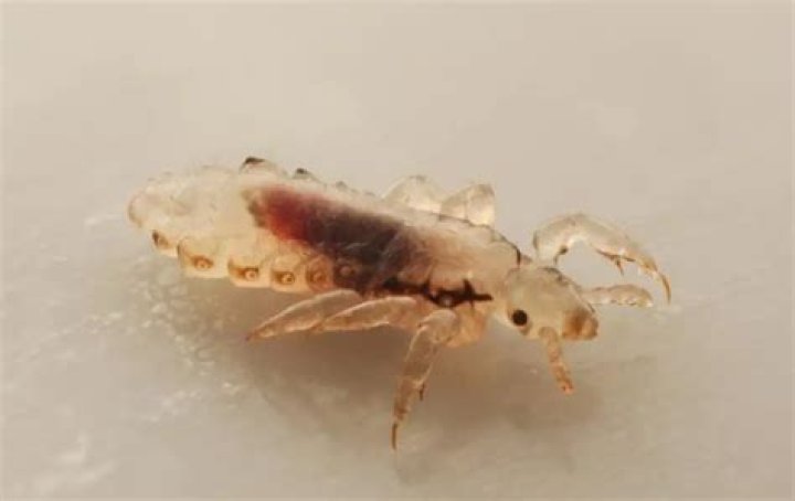 Are there bugs that look like fleas?