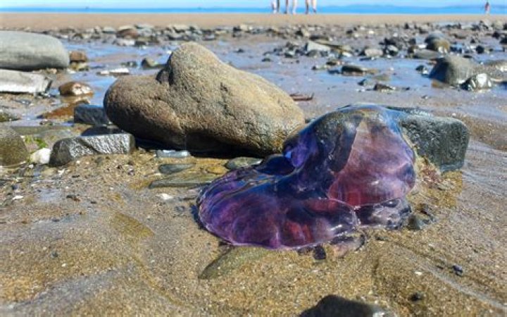 Are there jellyfish in Puerto Vallarta?
