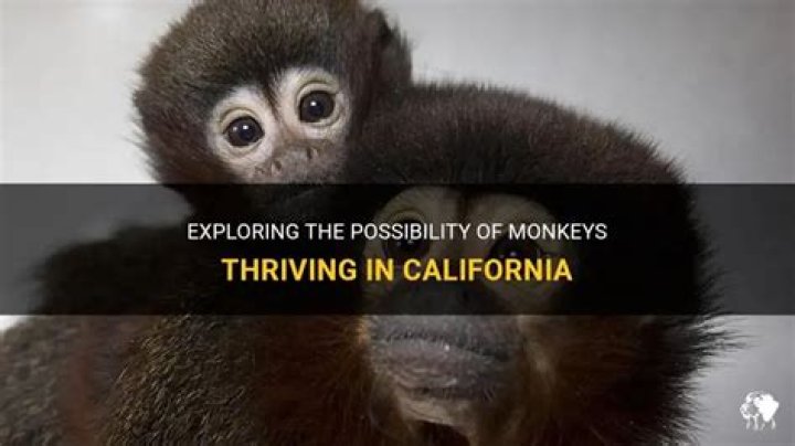 Are there monkeys in California?