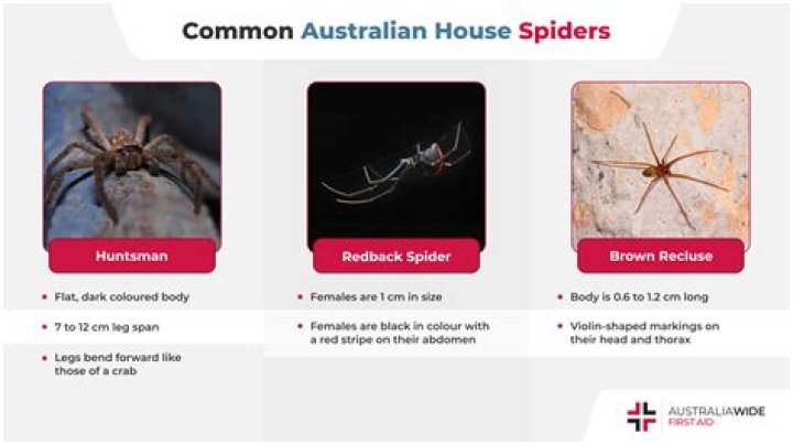 Are there spiders that feed humans?