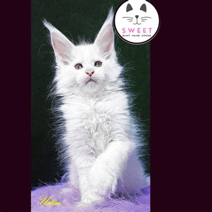 Are white Maine Coons deaf?