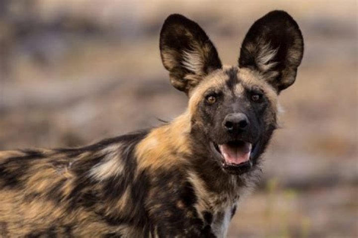 Can a dog and a hyena breed?