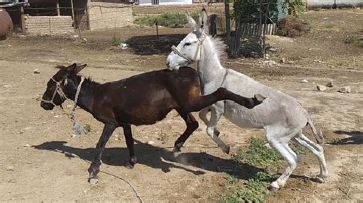 Can a donkey mate with a horse?