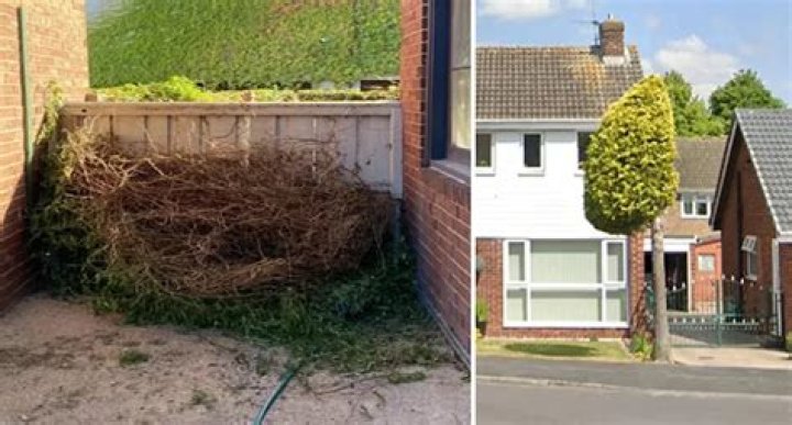 Can a Neighbour throwing cuttings over fence?