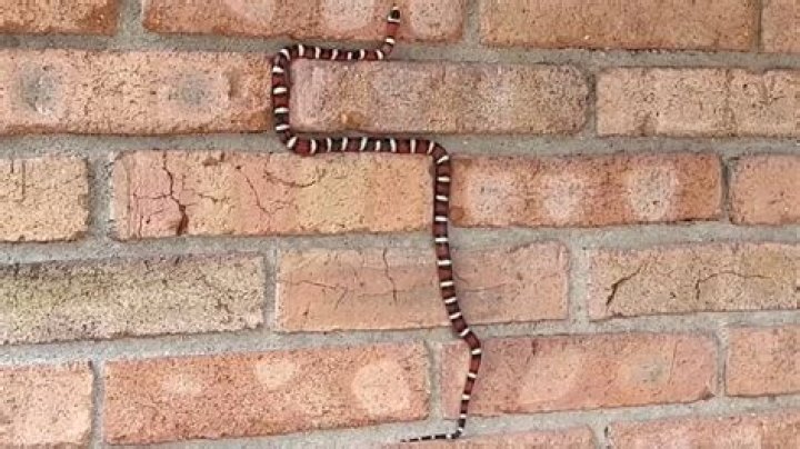 Can a snake climb a brick wall?