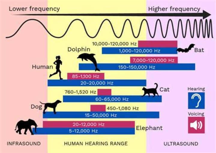 Can animals hear Bluetooth?