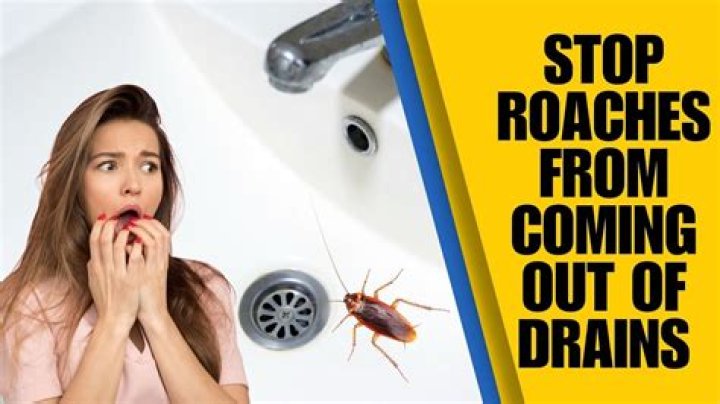 Can baby roaches come from drain?