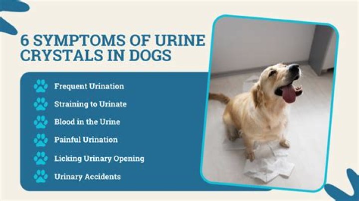 Can carrots cause crystals in dogs?