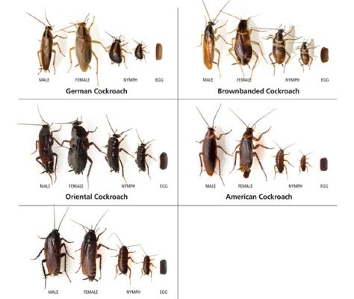 Can cockroaches survive lava?