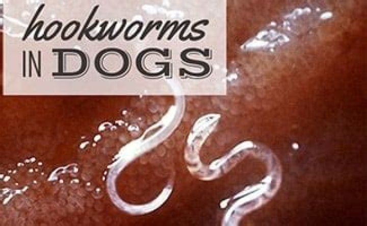 Can dogs get hookworms from horses?