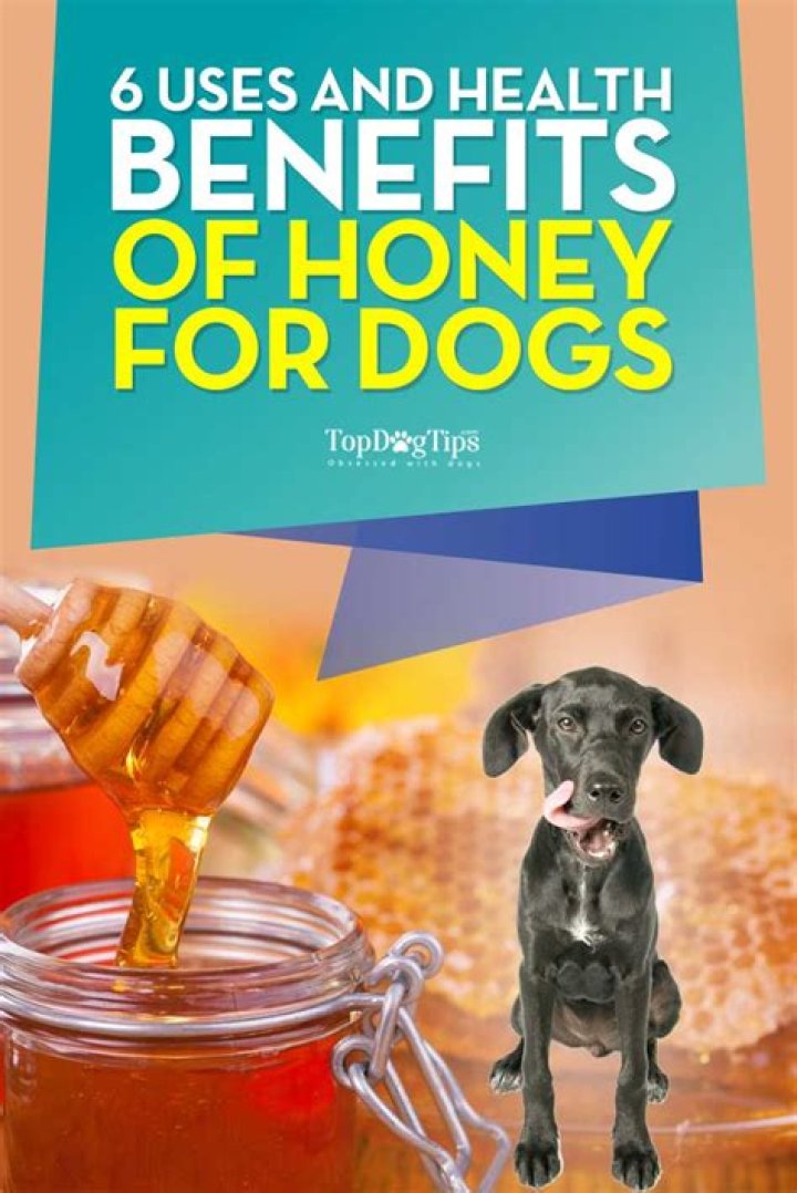Can dogs have honey and lemon?