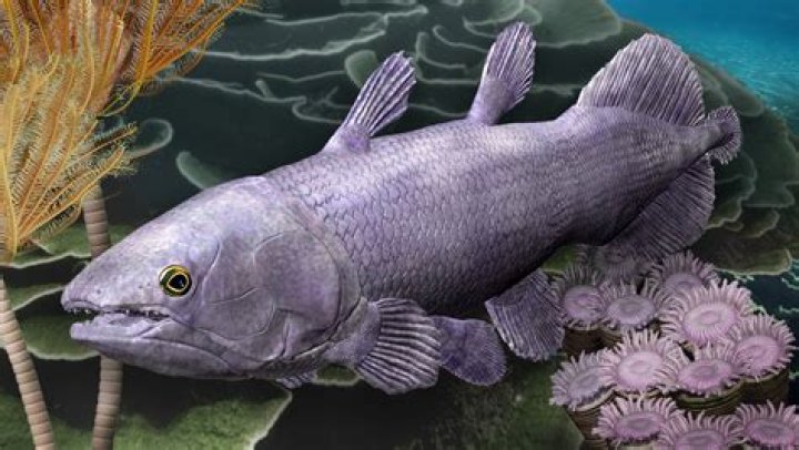 Can fish be cooked alive?