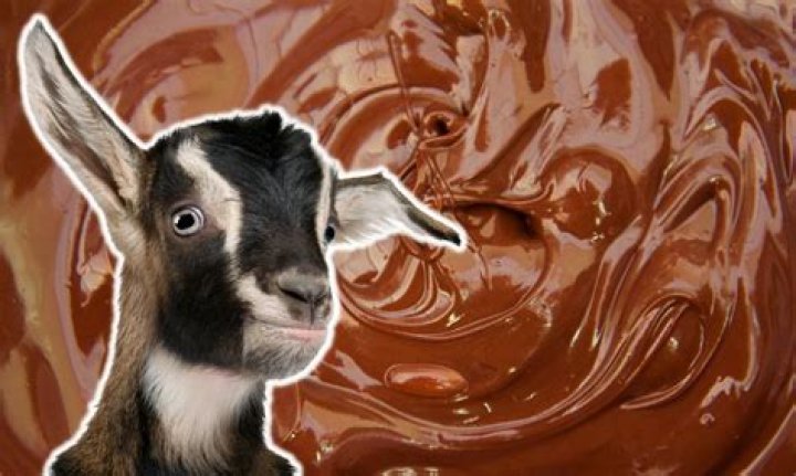 Can goats eat chocolate?