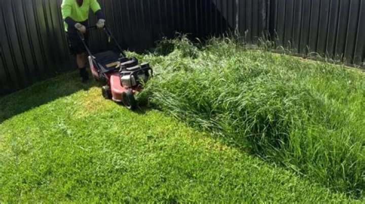 Can grass be mowed too high?