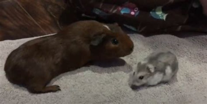 Can hamsters live with guinea pigs?