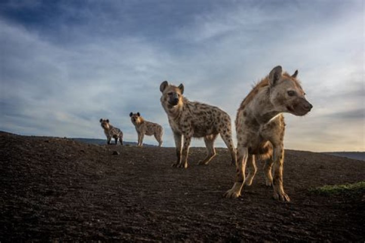 Can hyenas crossbreed?