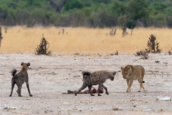 Can hyenas eat cheetahs?