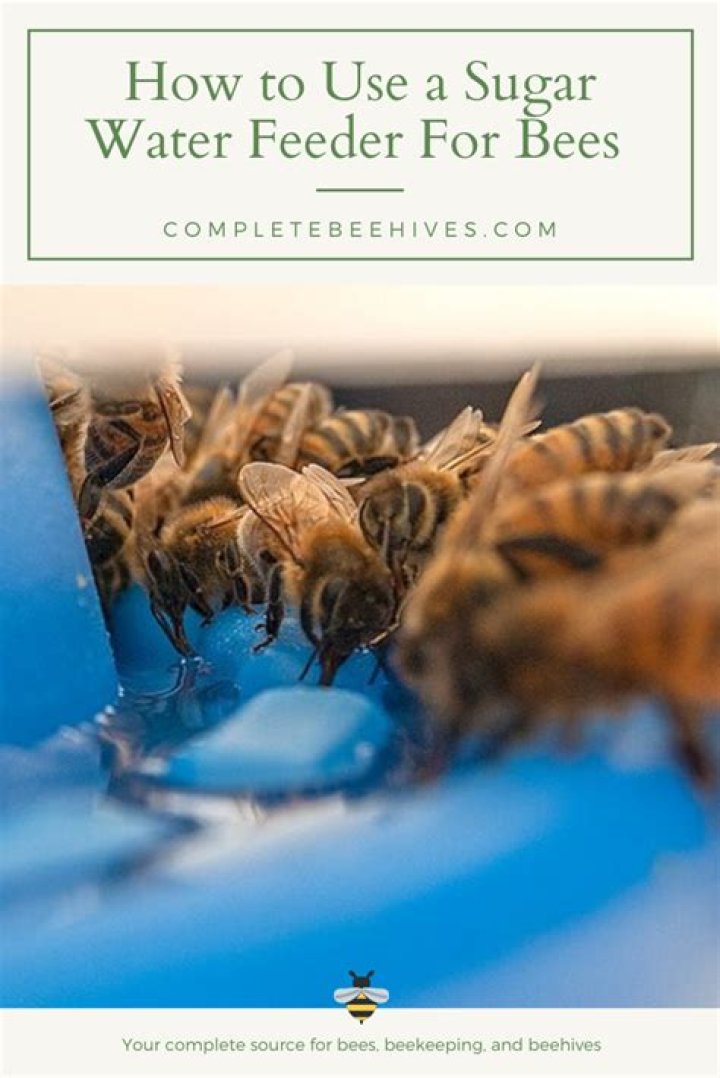 Can I feed bees sugar water in winter?