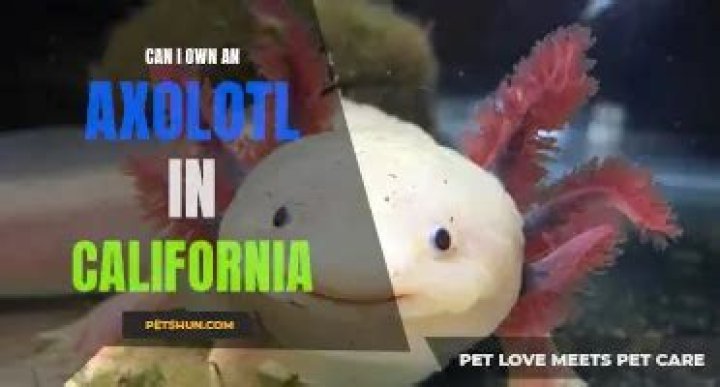 Can I own an axolotl in California?