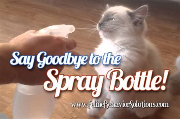 Can I spray my cat with lemon water?