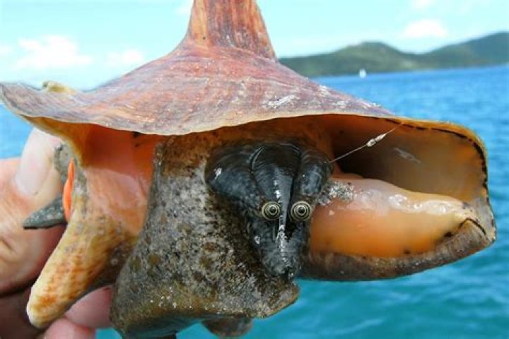 Can I take a conch shell out of Belize?