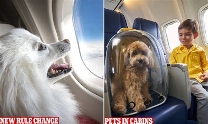 Can I take my dog out of the carrier on a plane?