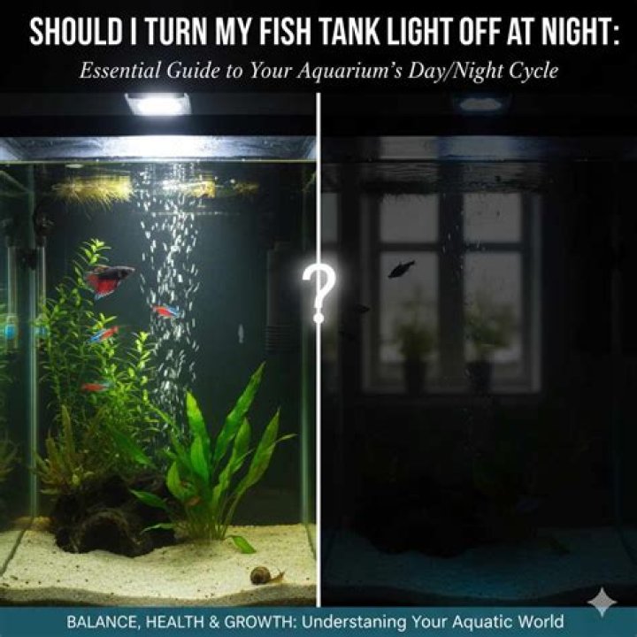 Can I turn my fish tank light off at night?