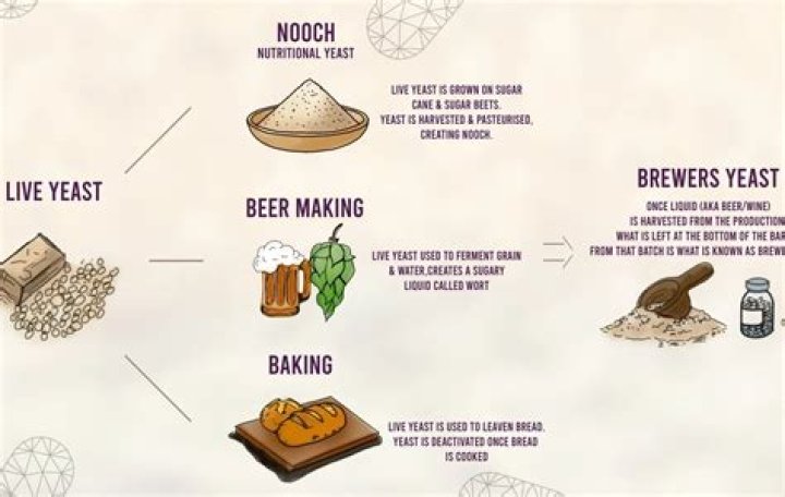 Can I use bakers yeast for brewing?