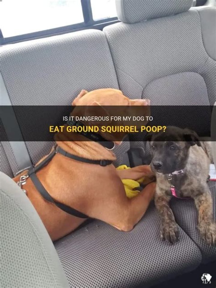 Can my dog get sick from eating squirrel poop?