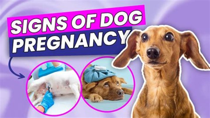 Can my dog tell I'm pregnant before me?