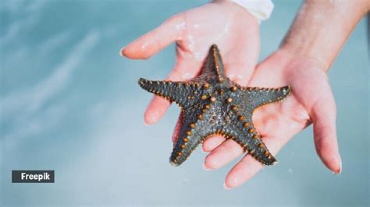 Can starfish clone themselves?