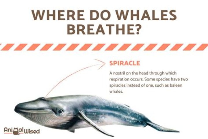 Can you breathe inside a whale?