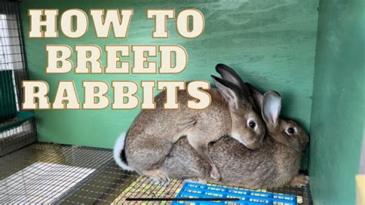 Can you breed rabbits in the forest?